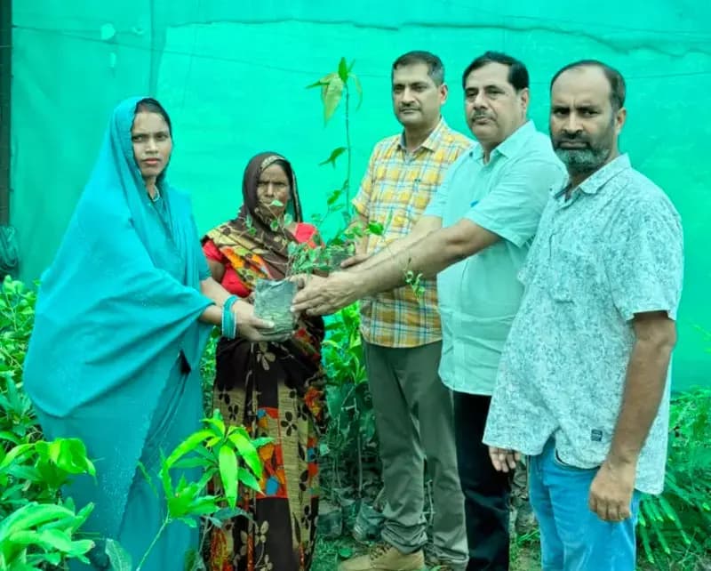 उन्नत फलदार पौधों से संवरेगी किसानों की तकदीर, 80 से अधिक किसानों को वितरित हुए पौधे