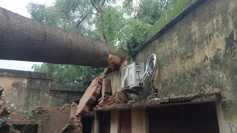 ब्लाक प्रमुख कक्ष के ऊपर गिरा गलगल का विशाल पेड़, बाल-बाल बचे कर्मचारी