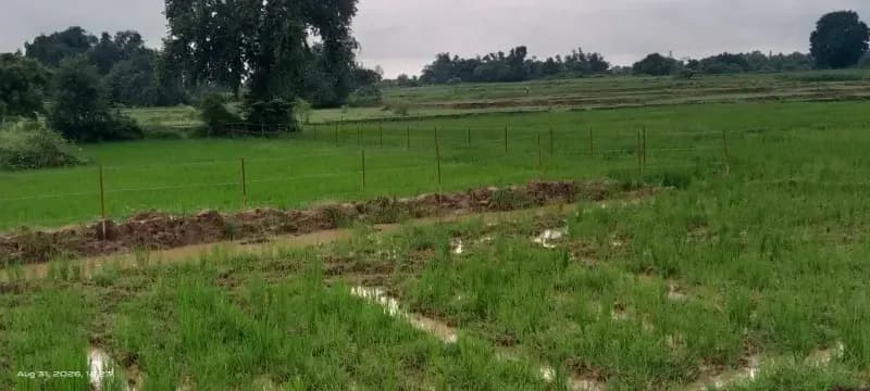 अतिक्रमण मुक्त 22 बीघा भूमि की शुरू हुई तारकसी